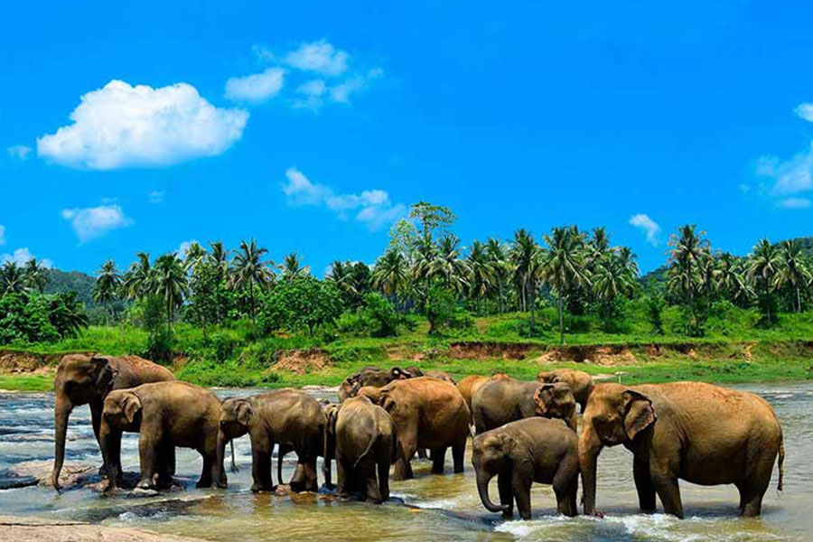 Pinnawala Elephant Orphanage
